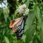アサギマダラを呼ぼう朝日2の会【京都植物園にアサギマダラが飛来!!】